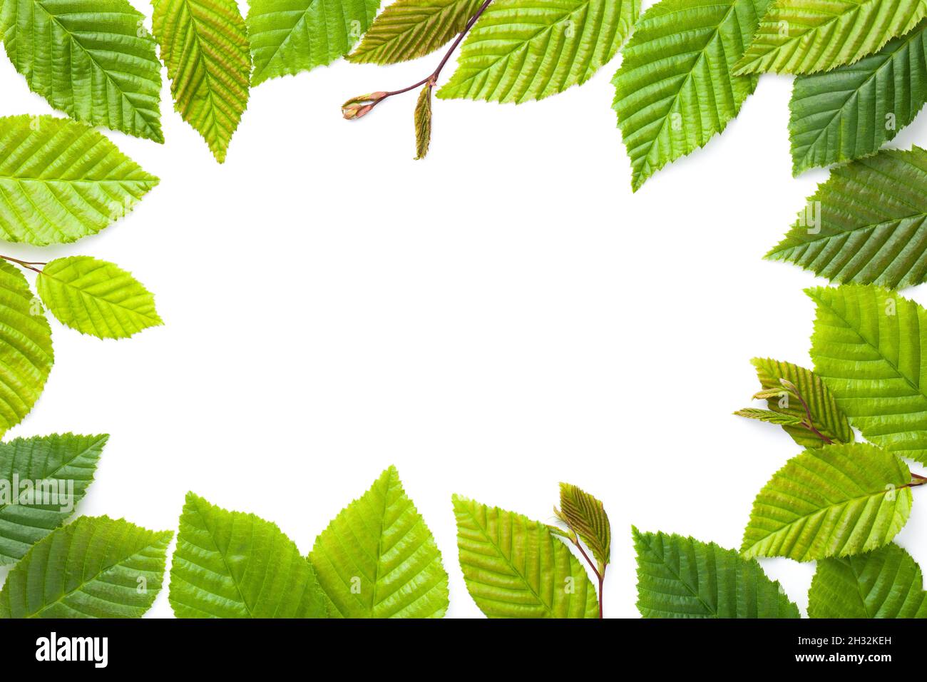 Leaves frame. Hornbeam leaves isolated over white background. Flat lay, top view Stock Photo