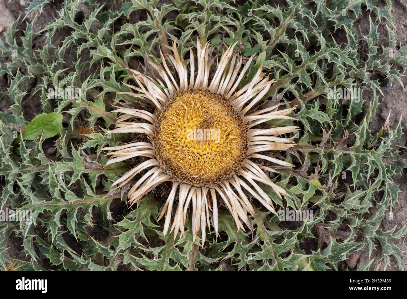 Carlina acanthifolia Carline thistle flower, perennial herb in the family: Asteraceae. Stock Photo