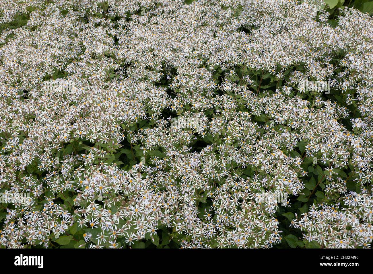 White wood aster Eurybia divaricata (Aster divaricatus) flowers, herbaceous perennial plant in the family: Asteraceae, native range: Eastern North Ame Stock Photo