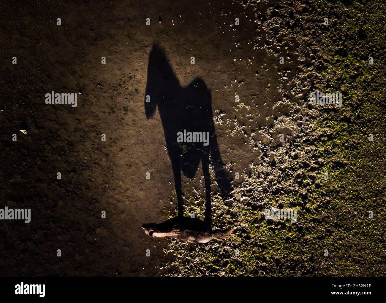 A horse casts a shadow on the ground as it drinks from a muddy watering