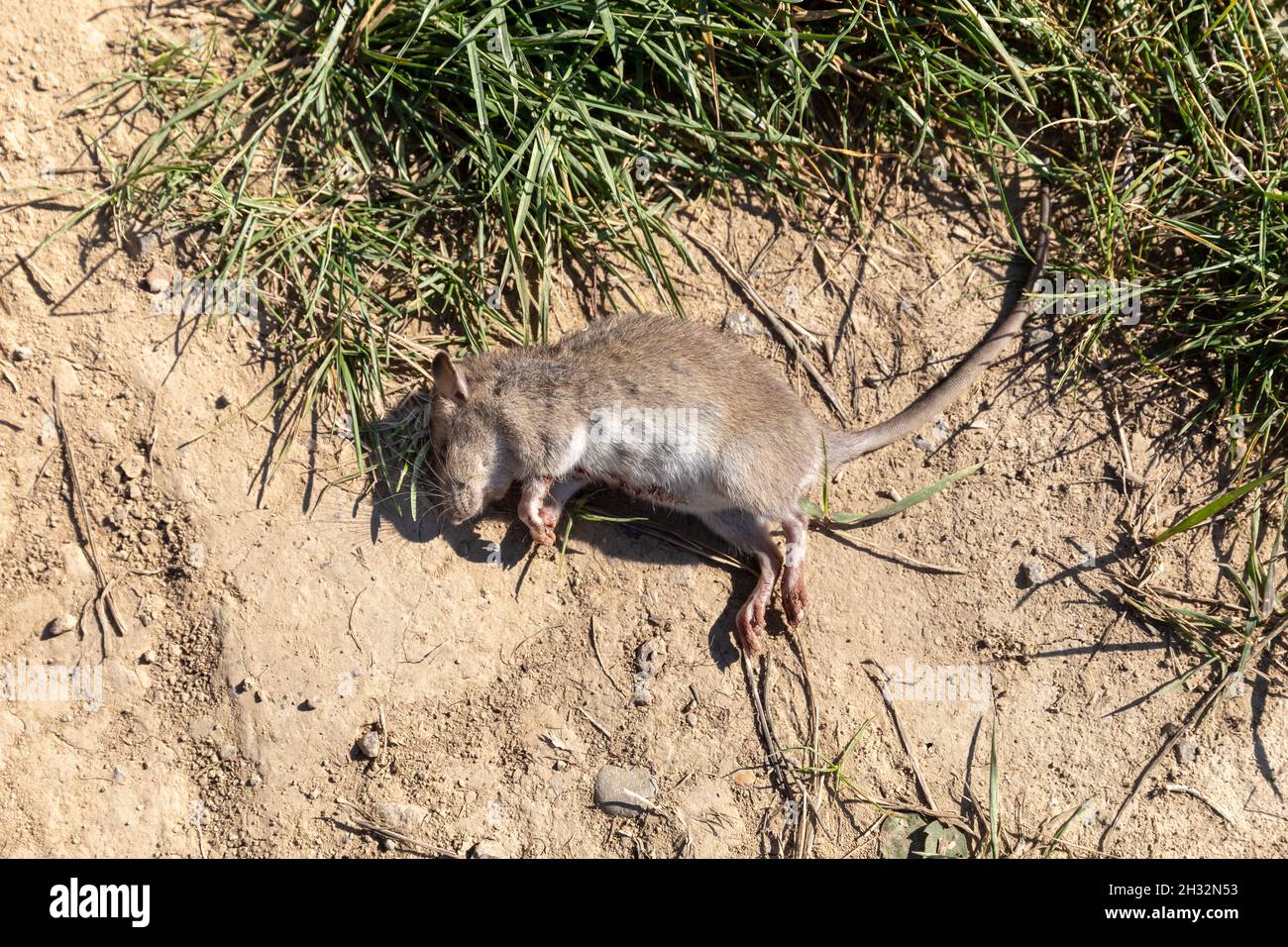 Dead animal mouse in trap, lying on green grass lawn, garden, park, outside,  backyard, summer Stock Photo - Alamy