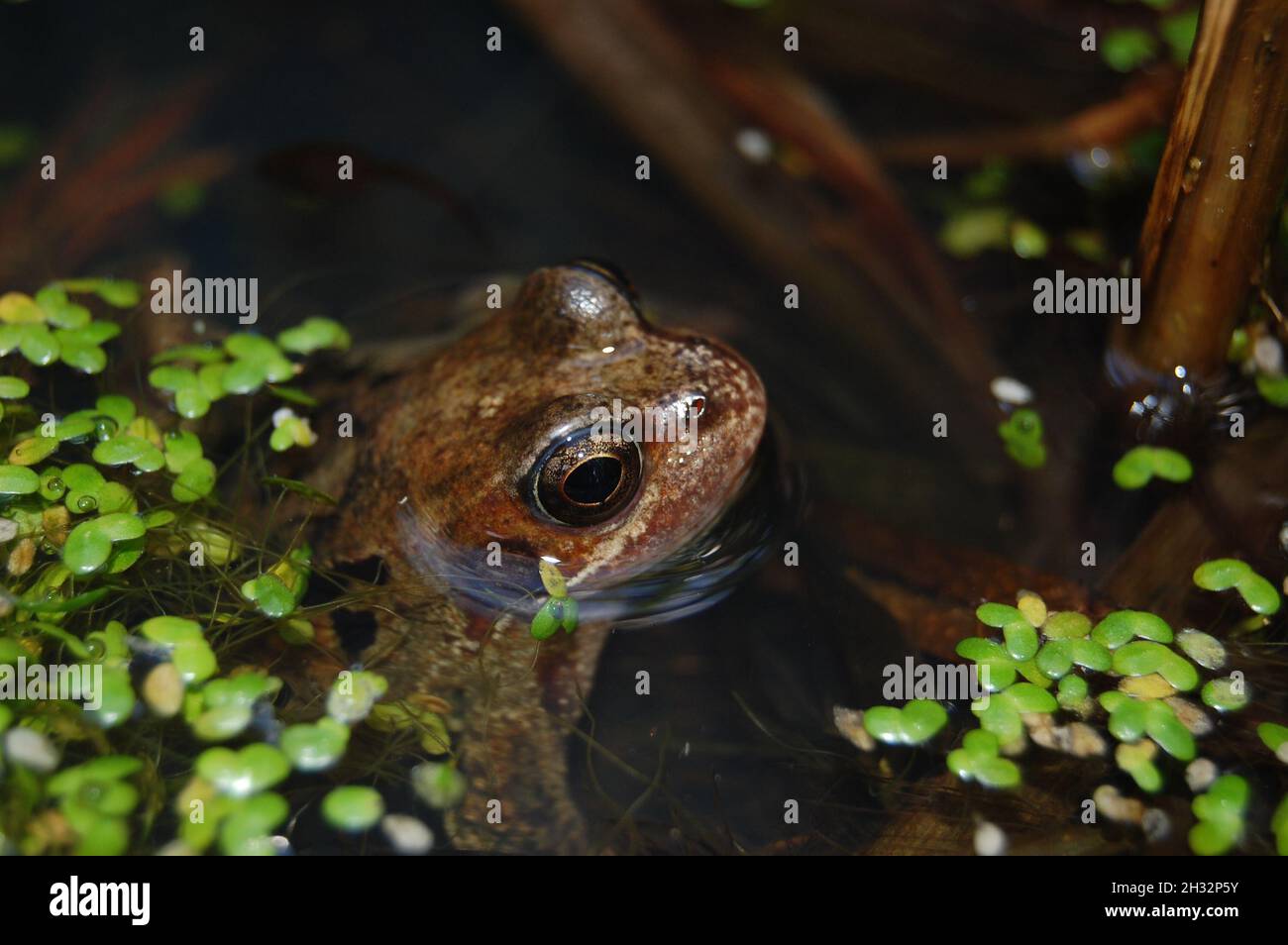 Common frog in an English garden pond Stock Photo
