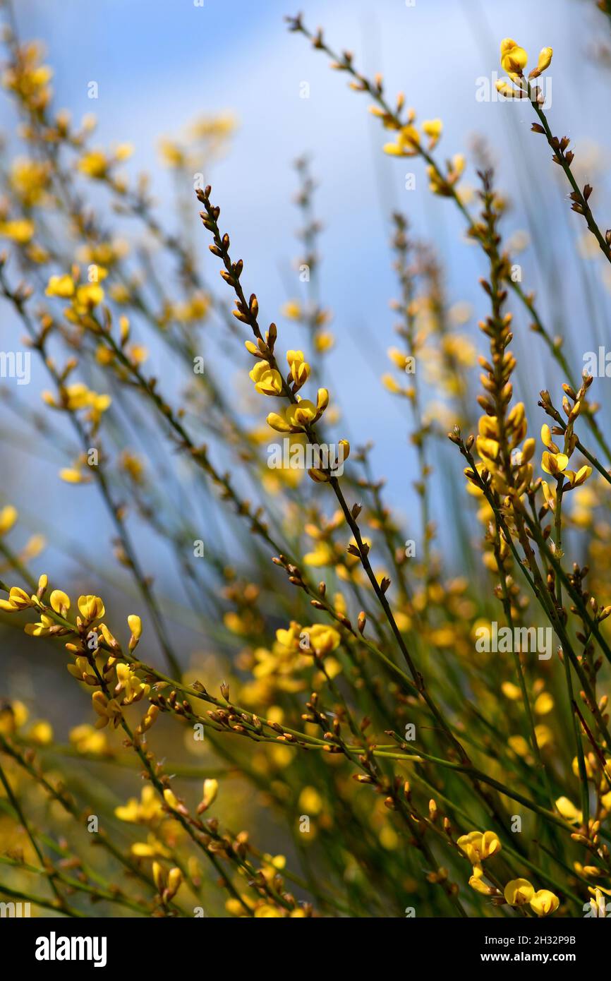 Yellow flowers and rush-like phyllodes of the Australian Native Broom, Viminaria juncea, family Fabaceae, growing in Sydney heath. Stock Photo