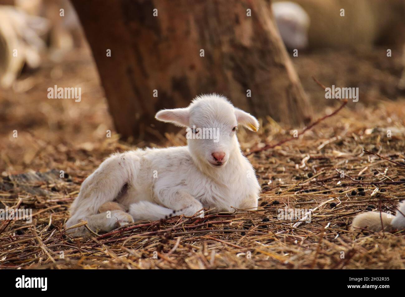 Baby sheep in a field Stock Photo