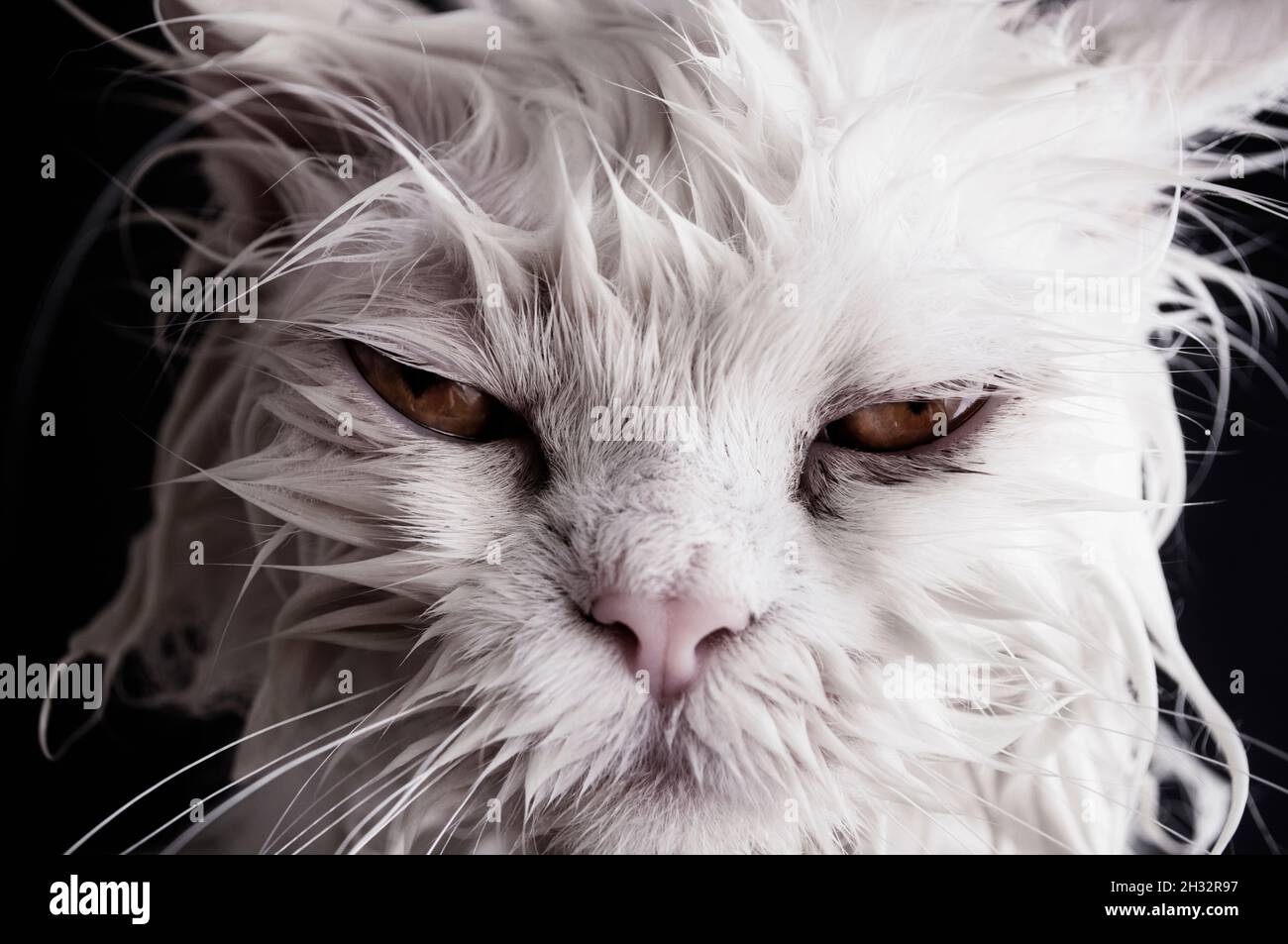 Grumpy cat after a bath Stock Photo Alamy