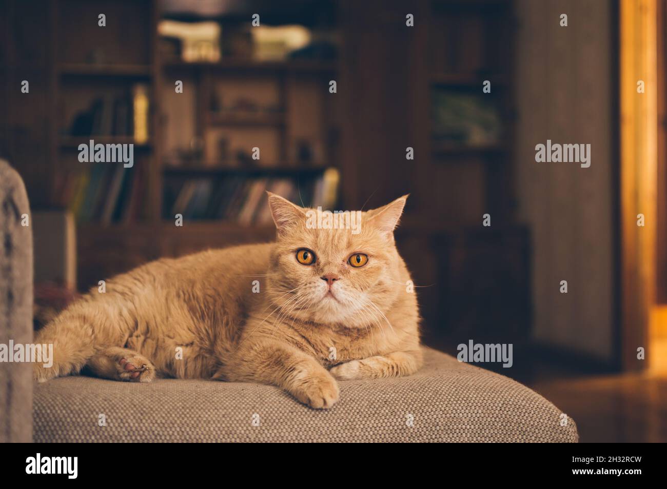 Ginger shorthair Persian exotic cat lying on the sofa on a blurry background of a bookcase Stock Photo