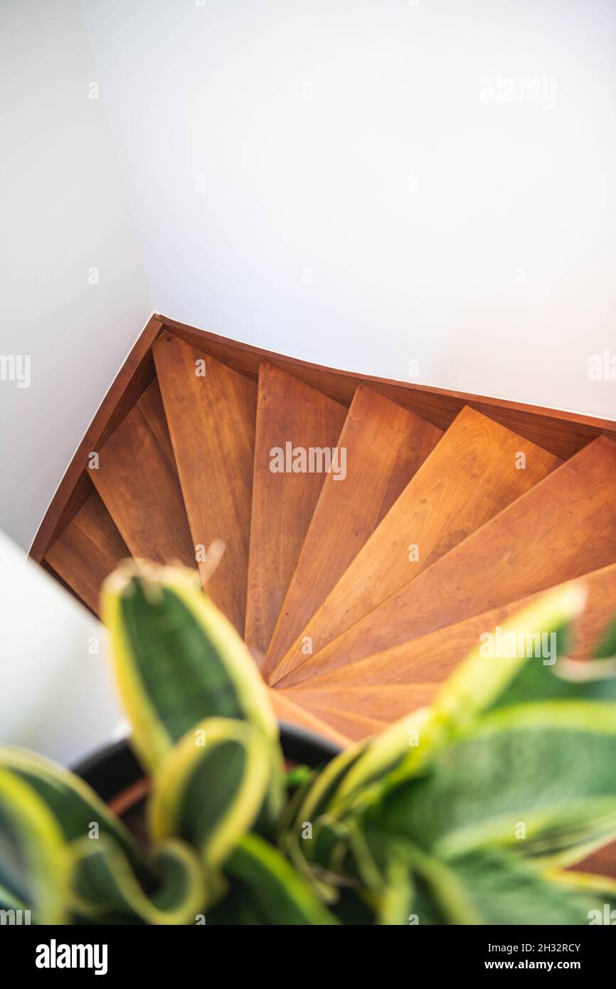 A snake plant at the top of a wooden stairs Stock Photo