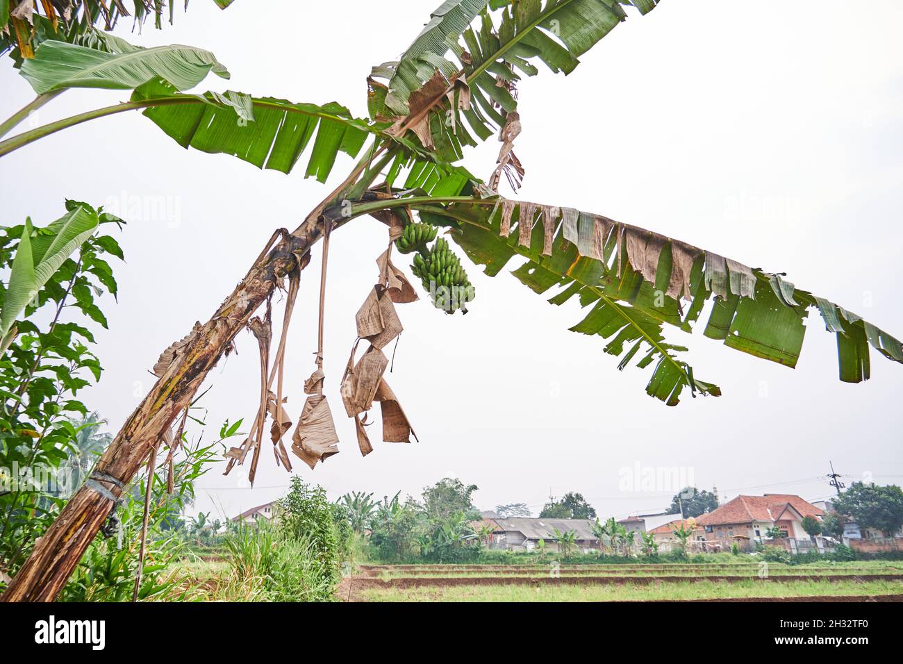 Banana tree growing fresh on a plantation, Bogor, Indonesia. Stock Photo