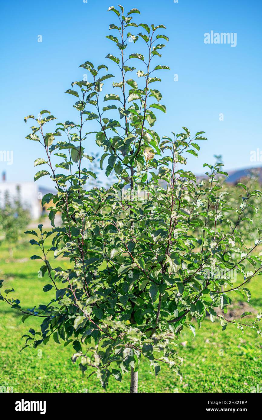 Apple trees are planted on a plot of land Stock Photo Alamy