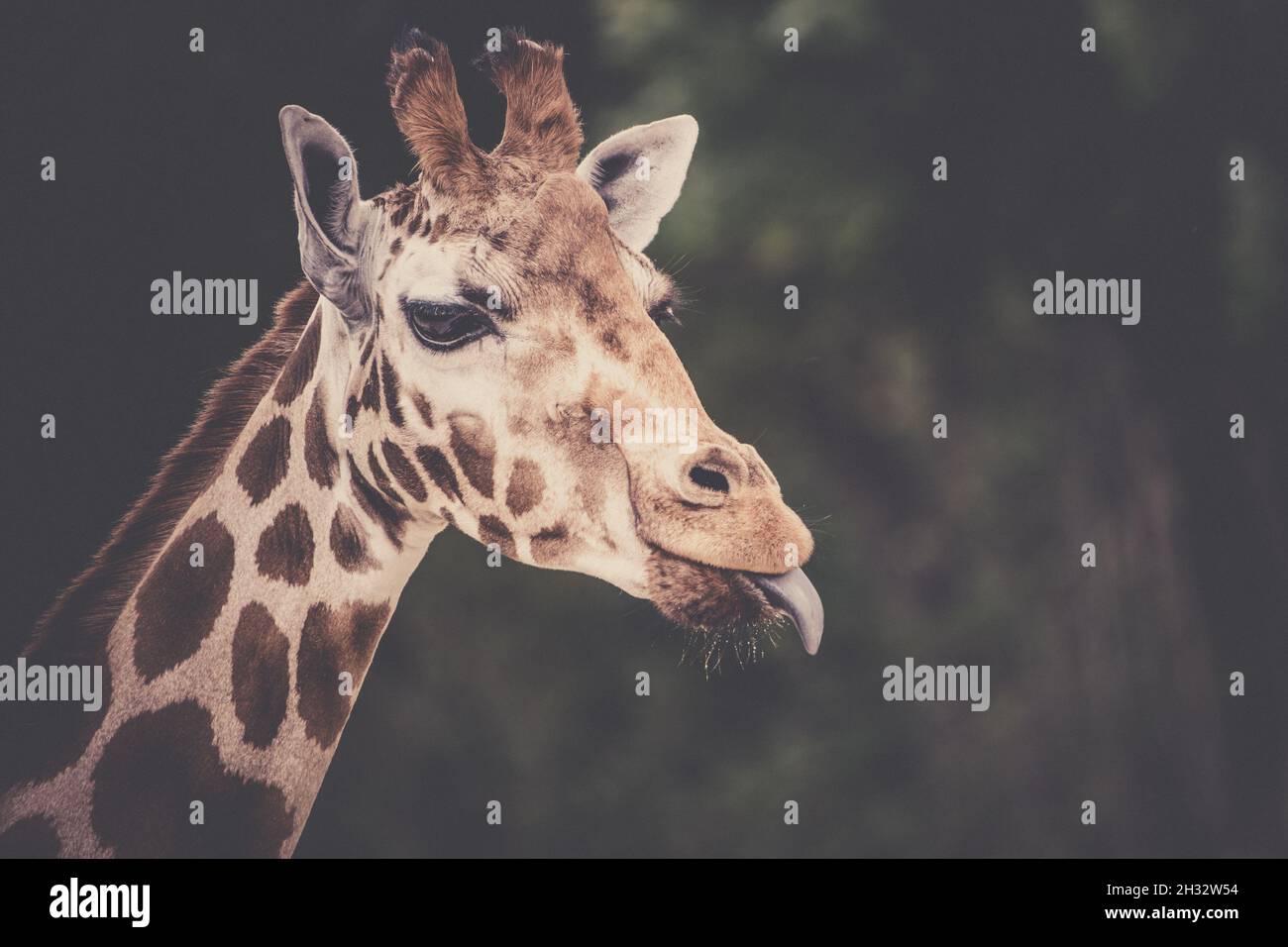 Cute giraffe portrait with tongue lolling out Stock Photo