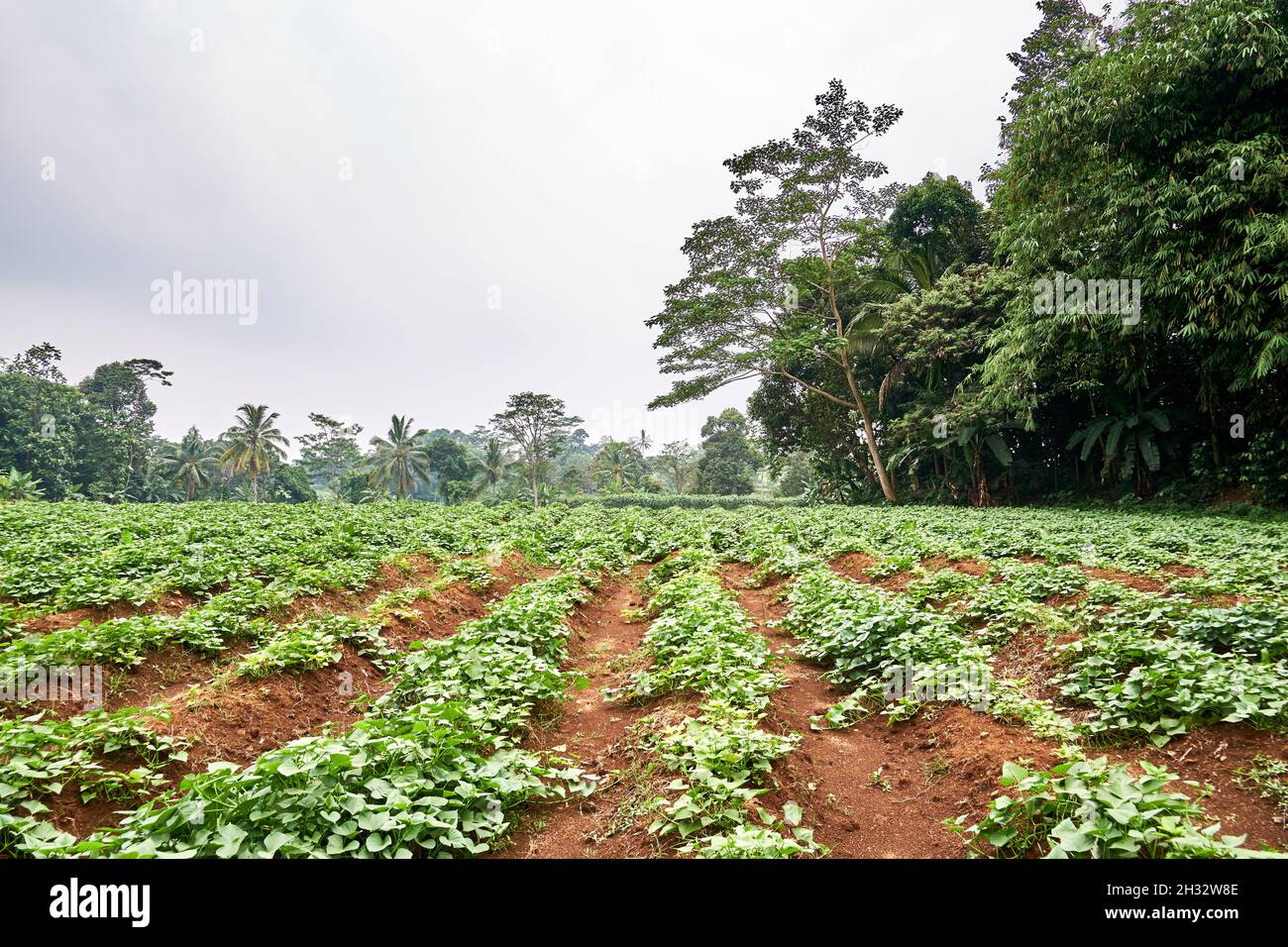 wide sweet potato garden in plantation Stock Photo - Alamy