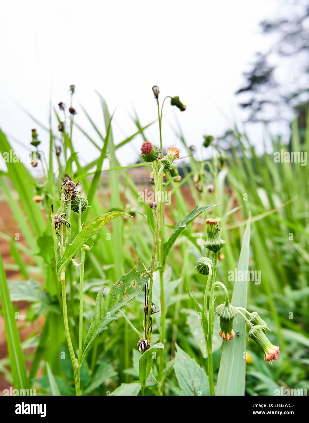 Wild plant ebolo, thickhead, redflower ragleaf, or fireweed in Latin Crassocephalum crepidioides Stock Photo