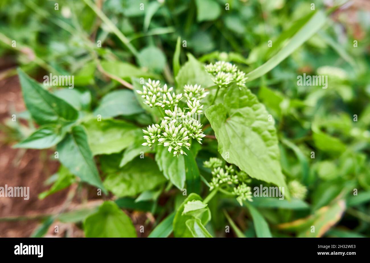 Beautiful wild plants hi-res stock photography and images - Alamy