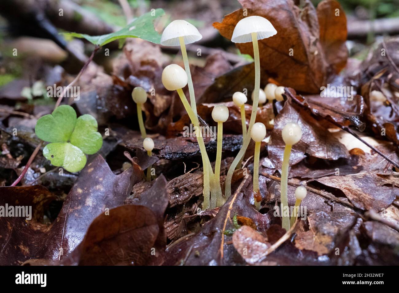Mycena epipterygia is a species of fungi in the family Mycenaceae. It is commonly known as yellowleg bonnet. Stock Photo