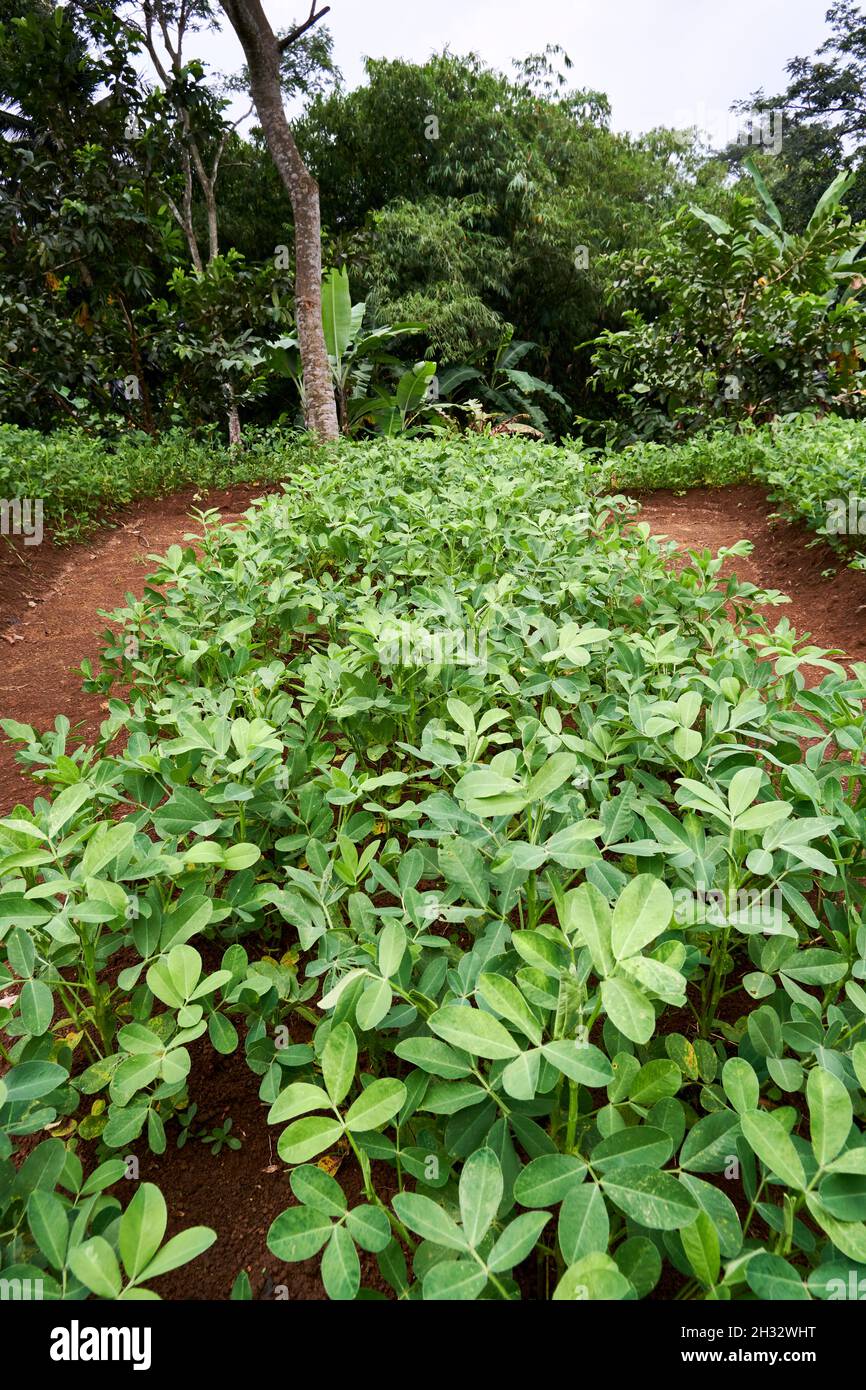 Peanut garden growing fresh in the garden Stock Photo