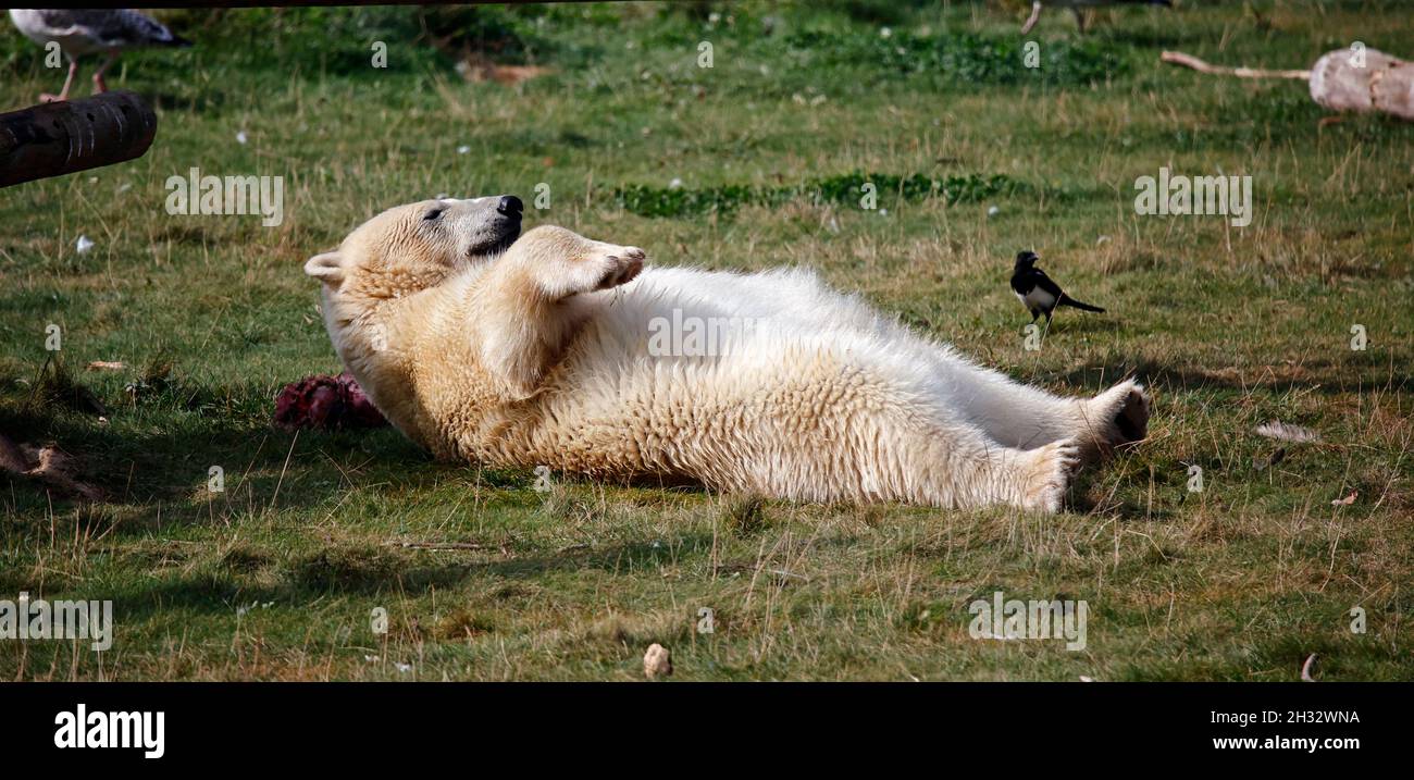 Polar bear at a UK wildlife park Stock Photo