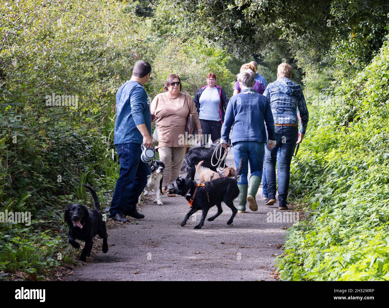 Dog walking UK;  - a group of people walking several dogs meeting on a footpath through the woods, Cornwall UK Stock Photo