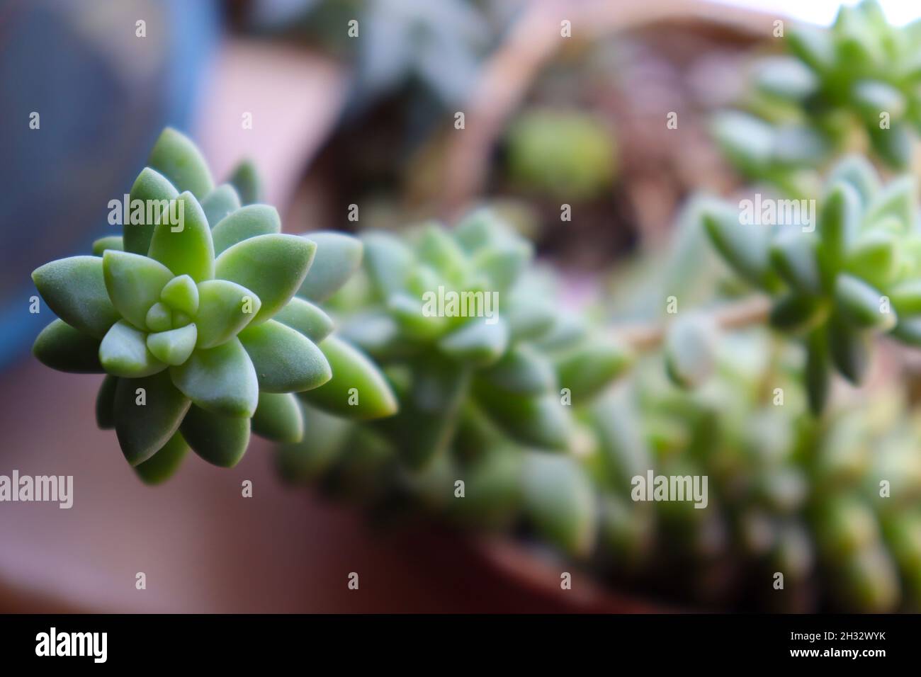 Closeup of a donkey's tail succulent plant (Sedum morganianum), with blurred background. Sedum burrito, burro's tail, lamb's tail, horse's tail. Stock Photo