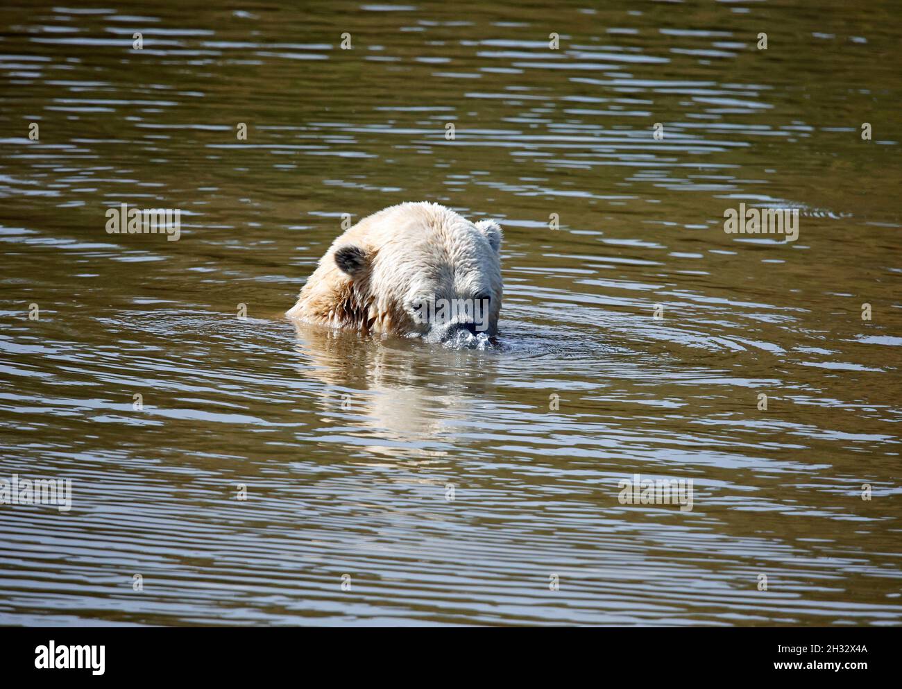 Polar bear at a UK wildlife park Stock Photo