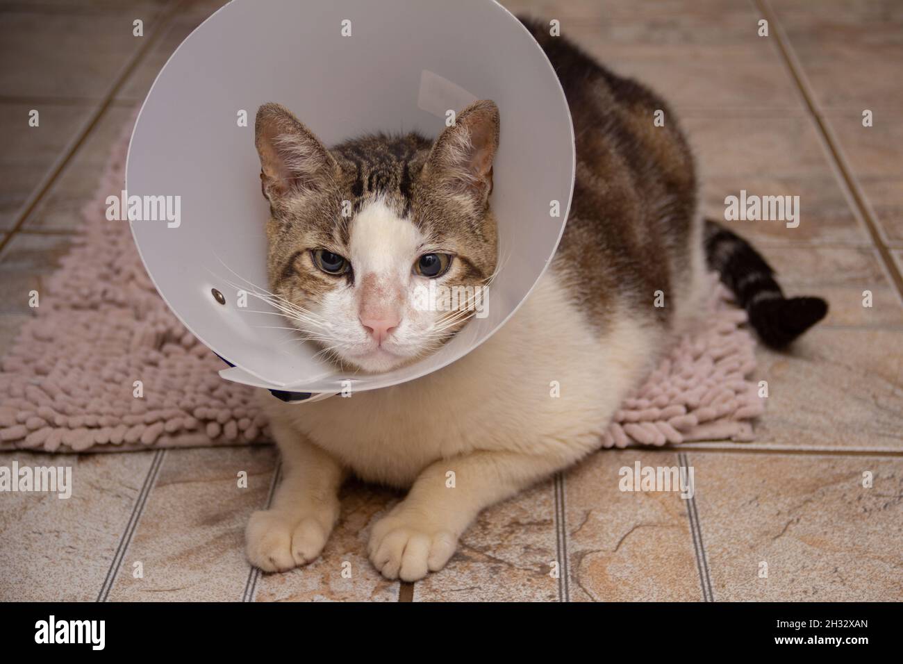 A short-haired tabby on a rug, undergoing treatment, wearing an Elizabethan collar around his neck. Stock Photo