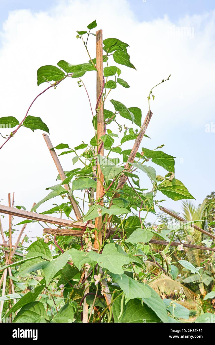Green beans are growing fresh in the plantation. Agriculture Stock Photo
