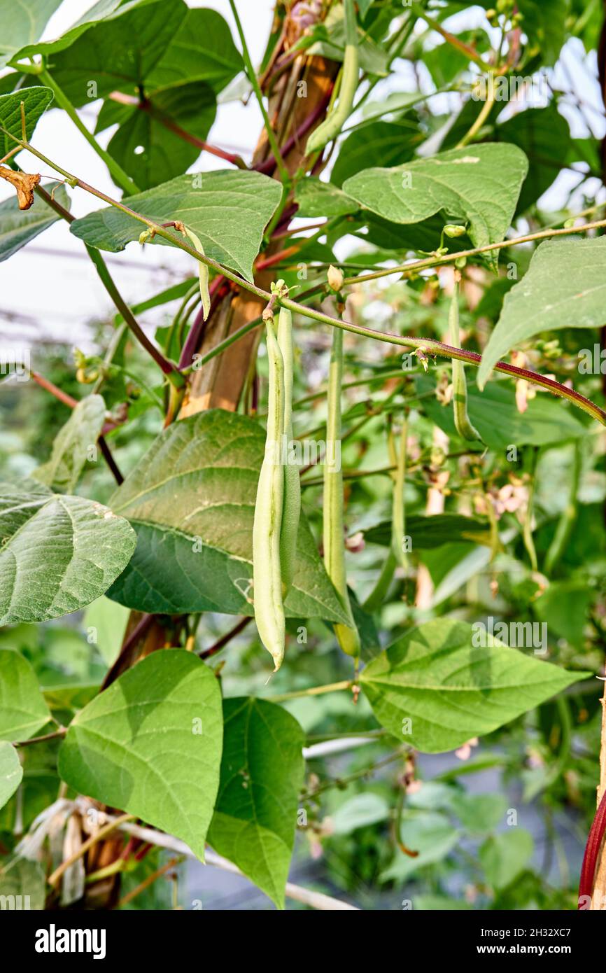 Green beans are growing fresh in the plantation. Agriculture Stock Photo
