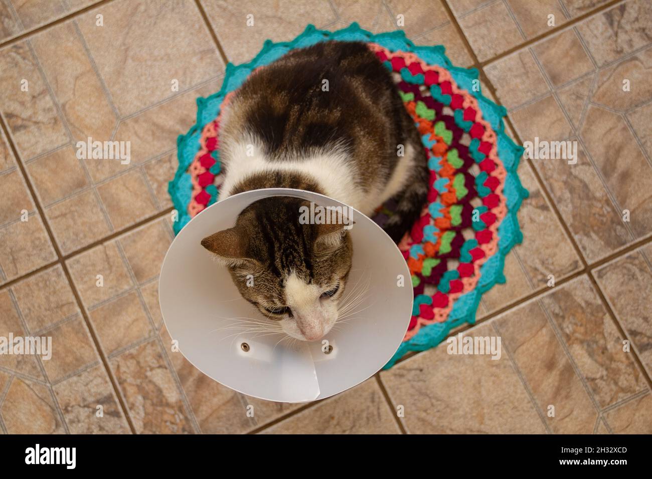 A short-haired tabby, on a colorful crocheted rug, undergoing treatment, wearing an Elizabethan collar around its neck. Stock Photo