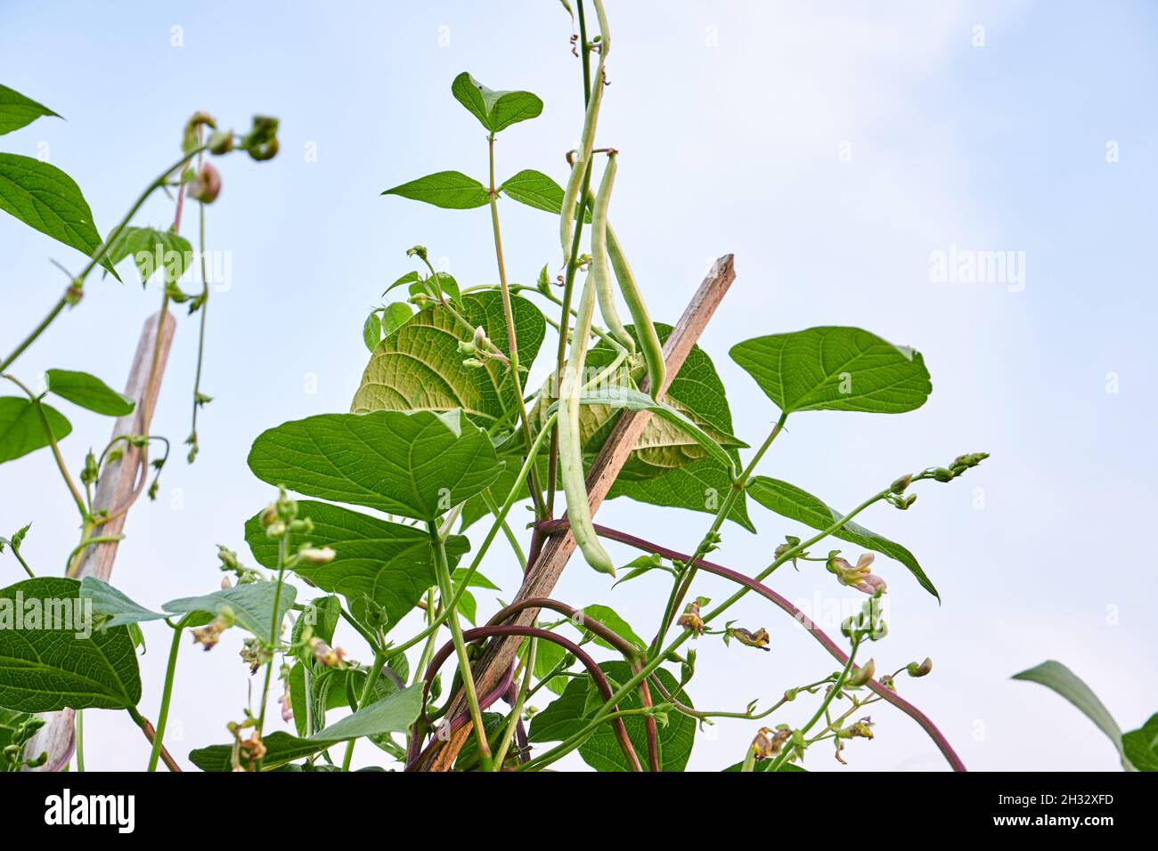 Green beans are growing fresh in the plantation. Agriculture Stock Photo