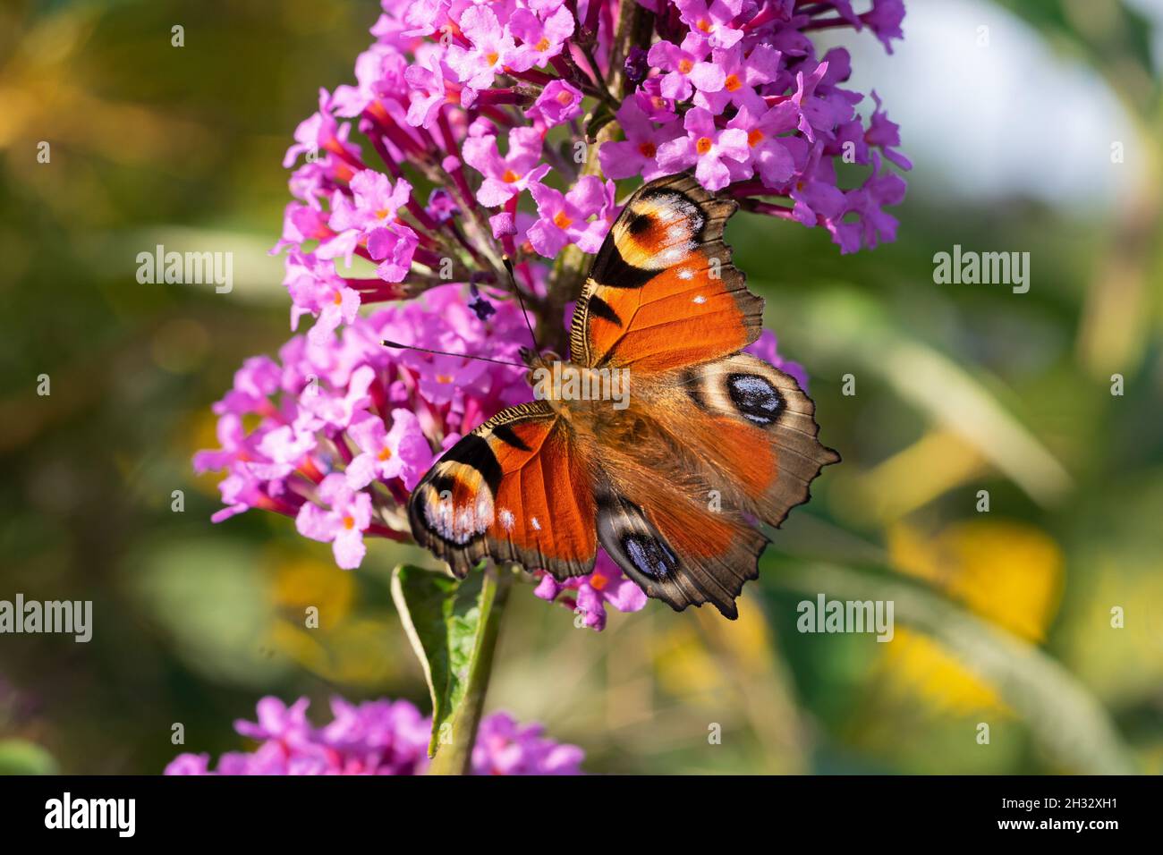 Butterfly on Buddleja davidii flower Stock Photo - Alamy