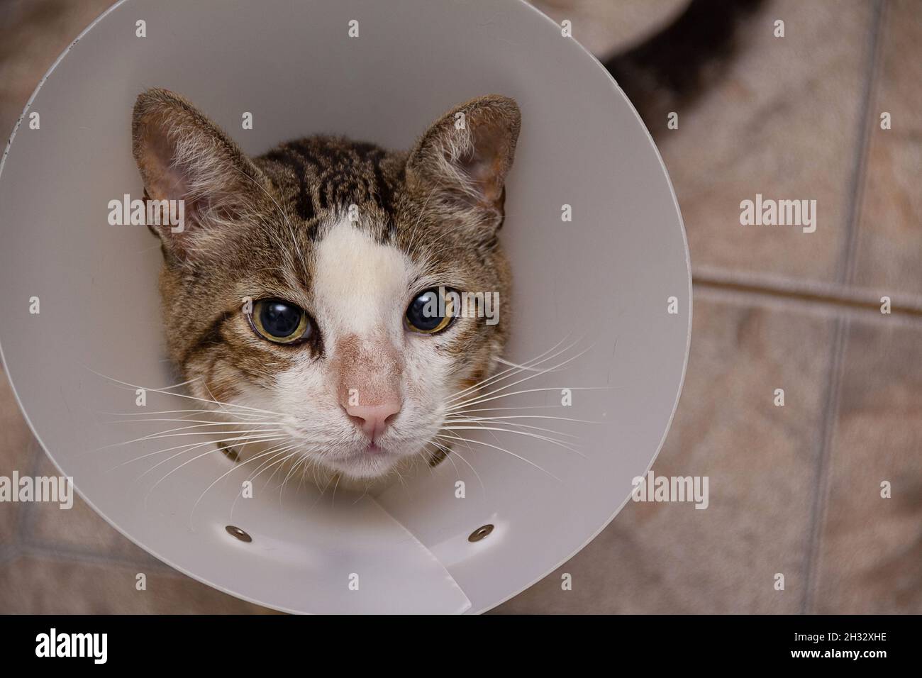 Face of a short-haired tabby, undergoing treatment, wearing an Elizabethan collar on its neck. Stock Photo