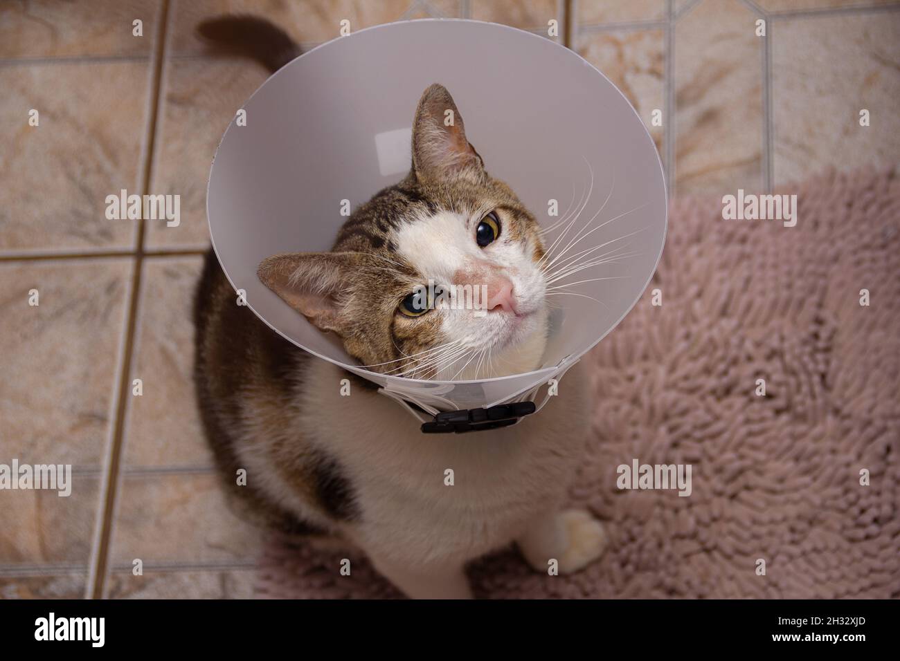 A short-haired tabby on a rug, undergoing treatment, wearing an Elizabethan collar around his neck. Stock Photo