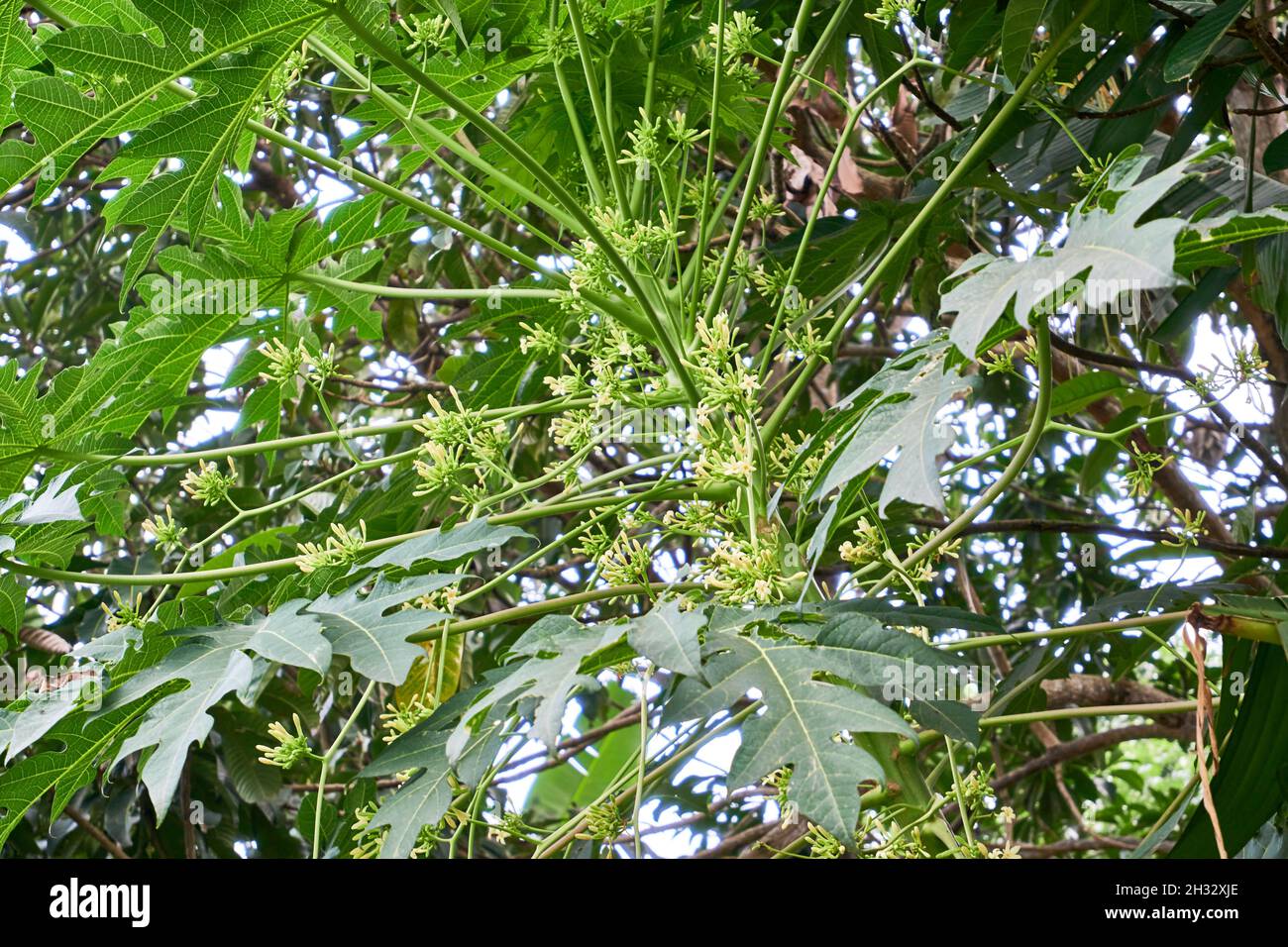 Beautiful blossom papaya growing in garden Stock Photo Alamy