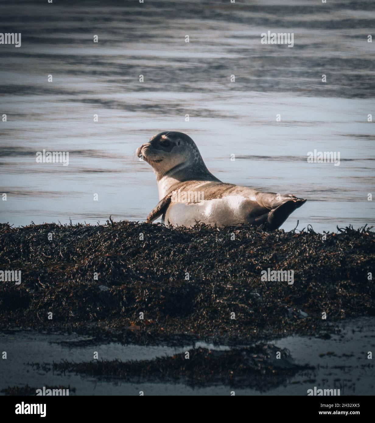 Iceland seals in the water. Relax on the seaweed. Rocks, animals in the habitat of nature Along the North Sea coast Stock Photo