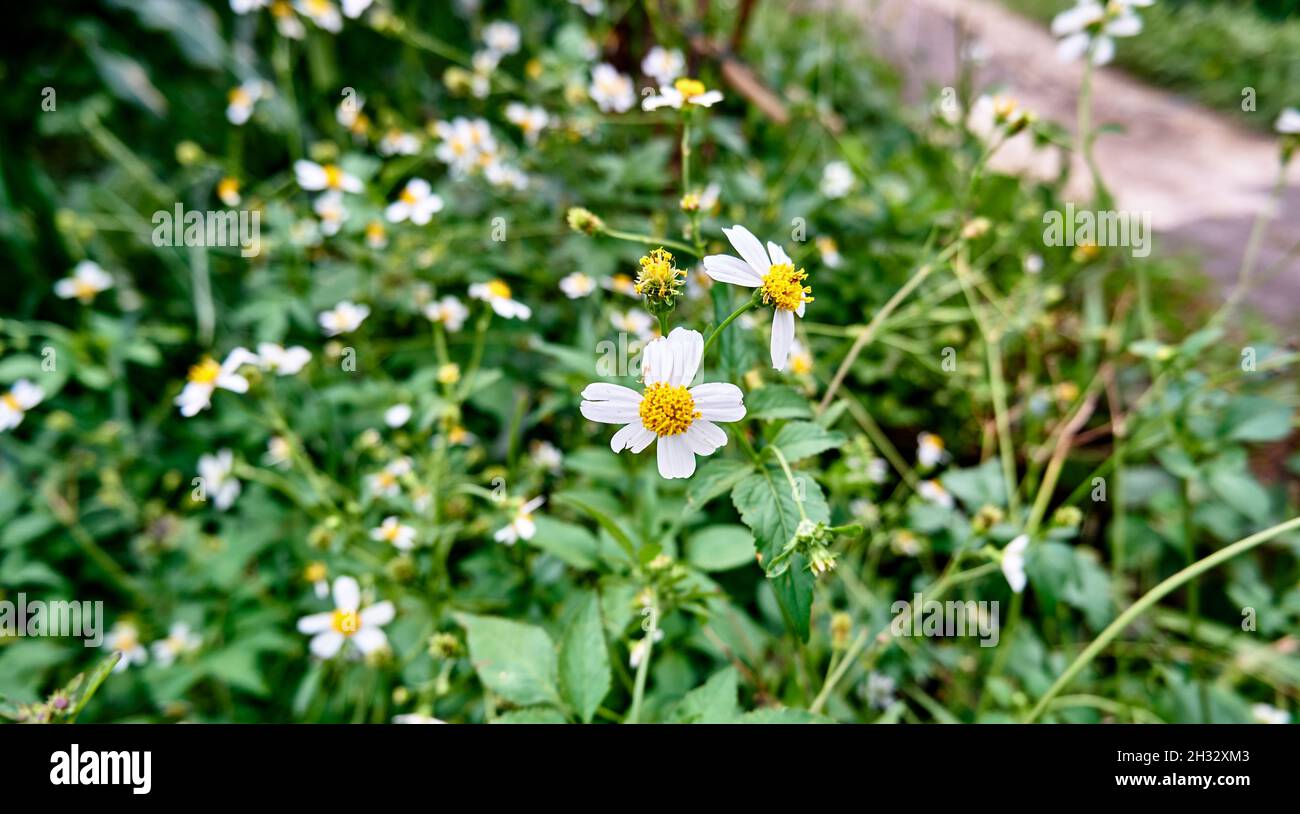 Beautiful wild flowers growing wild in the plantation. Close-up of Flowers Tanacetum Stock Photo