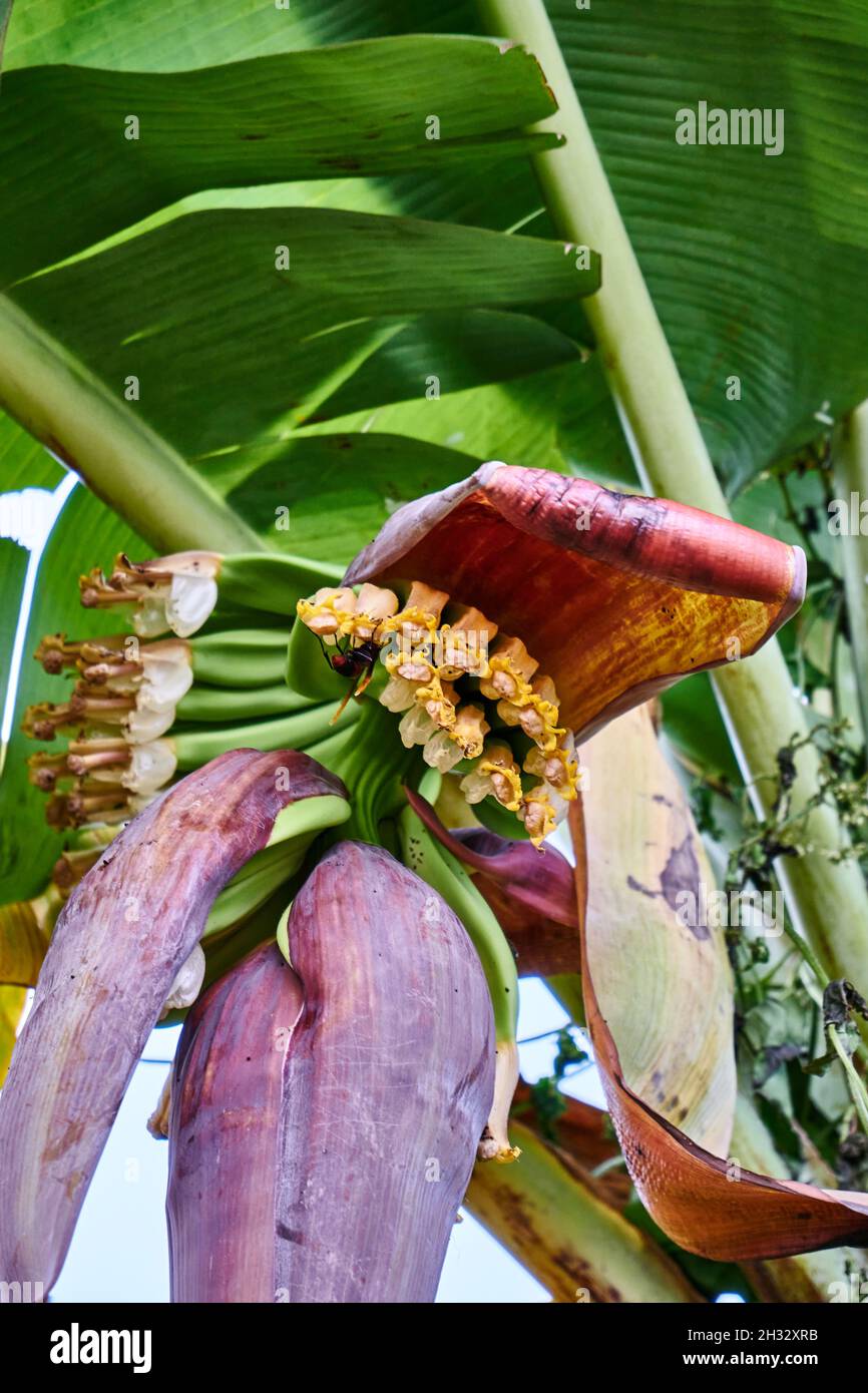 Beautiful banana blossom growing. unripe young bananas growing in the