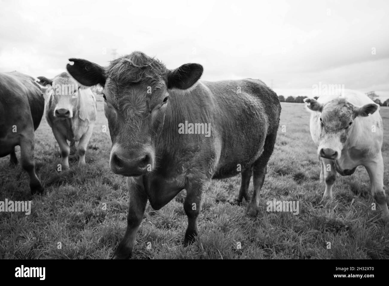Wagyu beef farm Black and White Stock Photos & Images Alamy