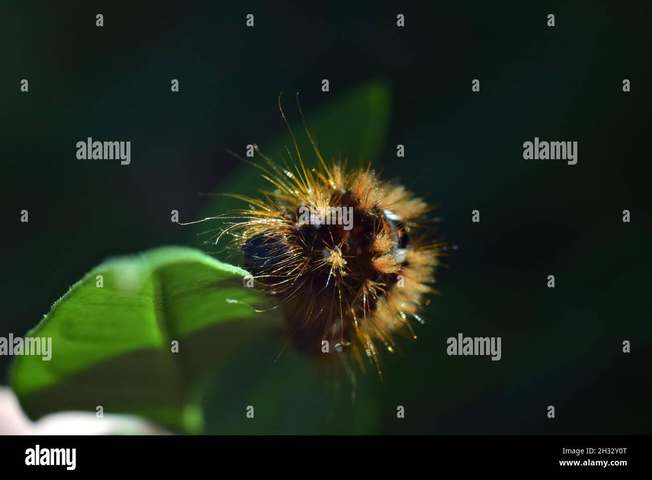 Close-up of a Ruby Tiger caterpillar on a leaf Stock Photo