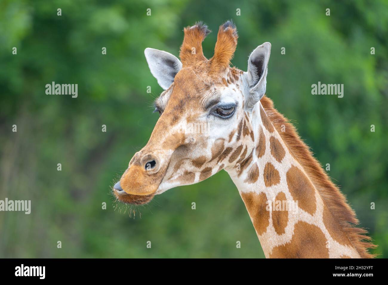 Cute giraffe portrait. Close up photography Stock Photo