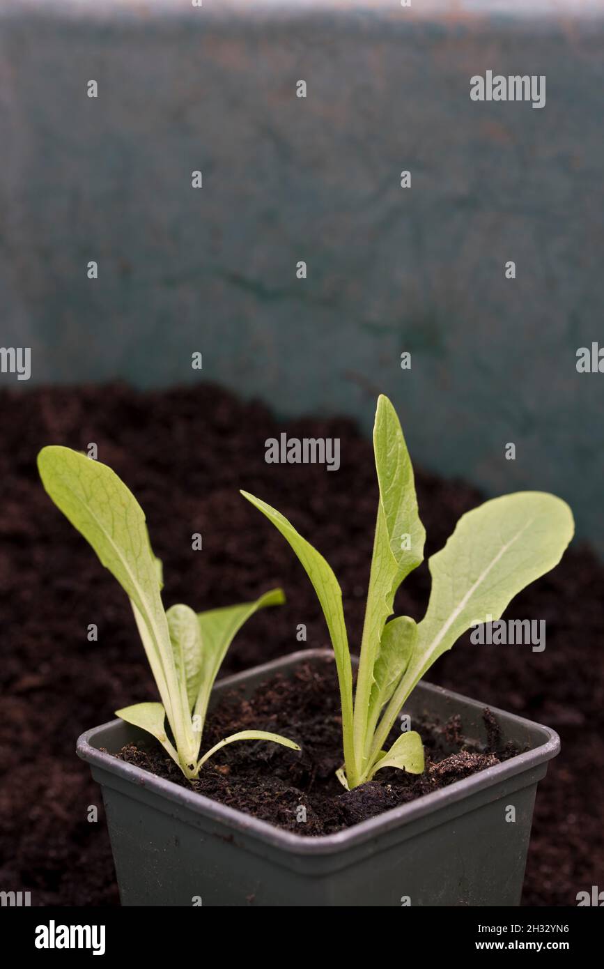 Young Little Gem lettuce plants growing in a plant pot Stock Photo Alamy