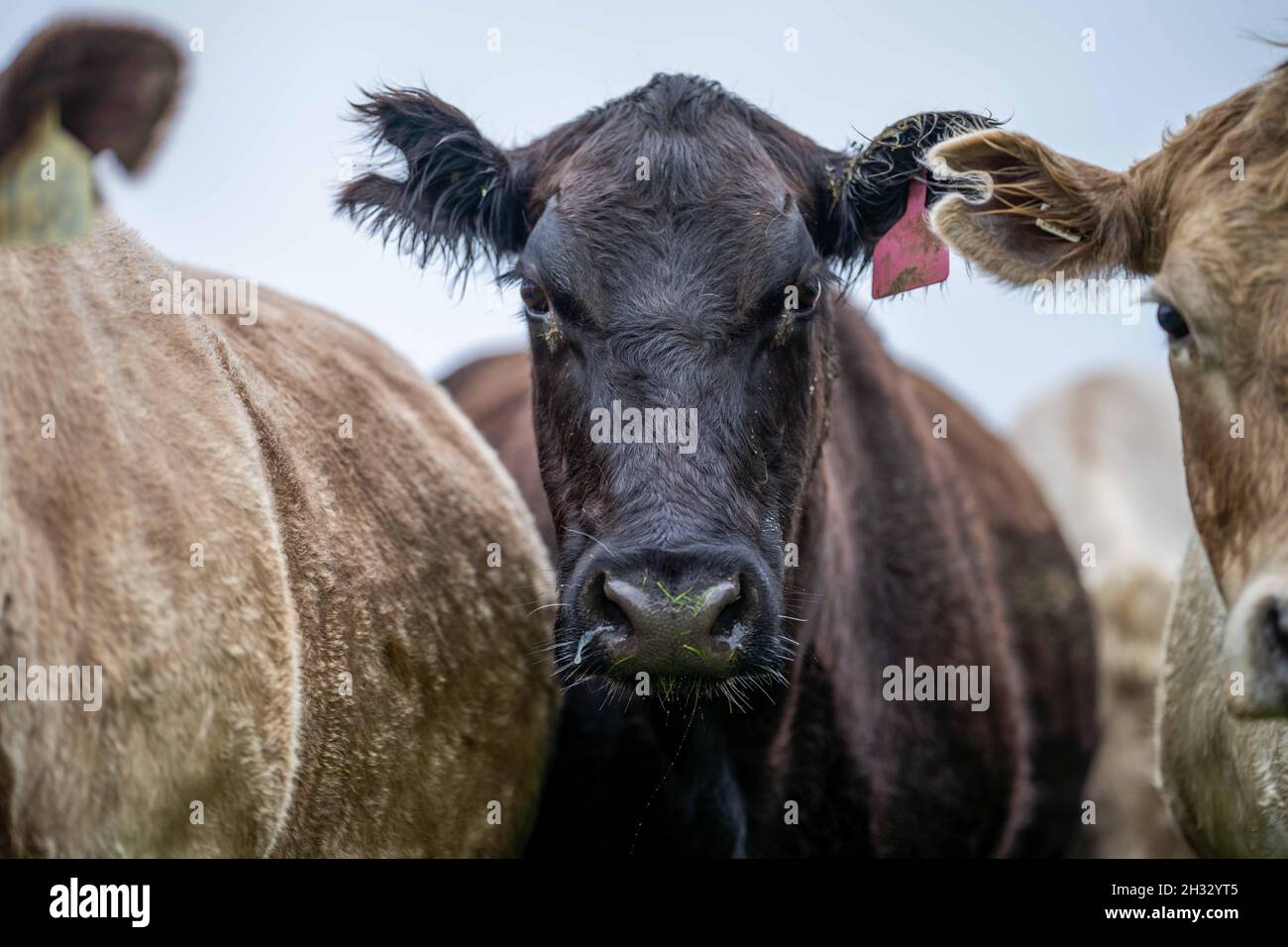 Close up of Stud Beef bulls, cows and calves grazing on grass in a ...