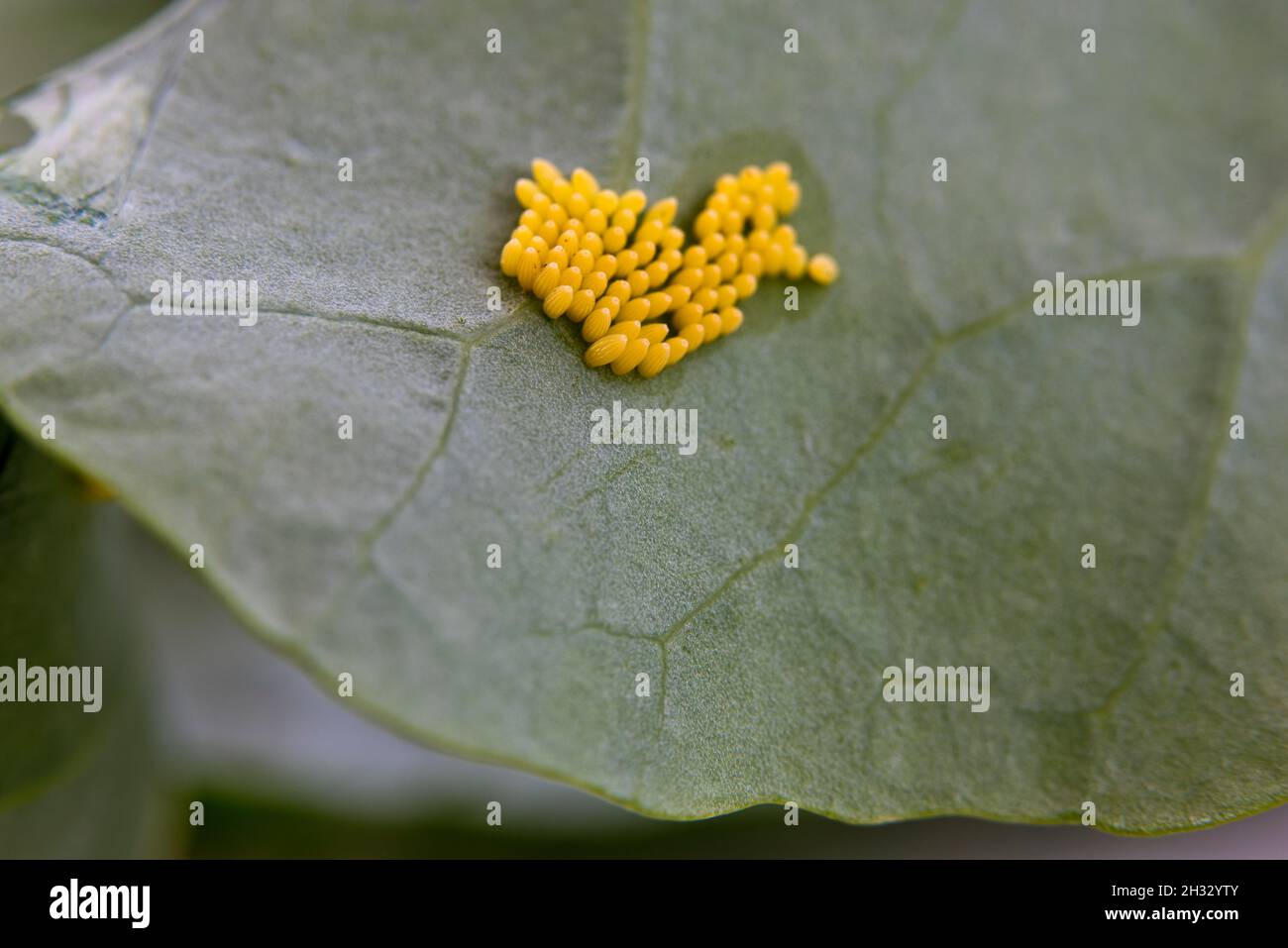 Eggs of the large white cabbage butterfly (Pieris brassicae) on the underside of a brassica leaf. Stock Photo