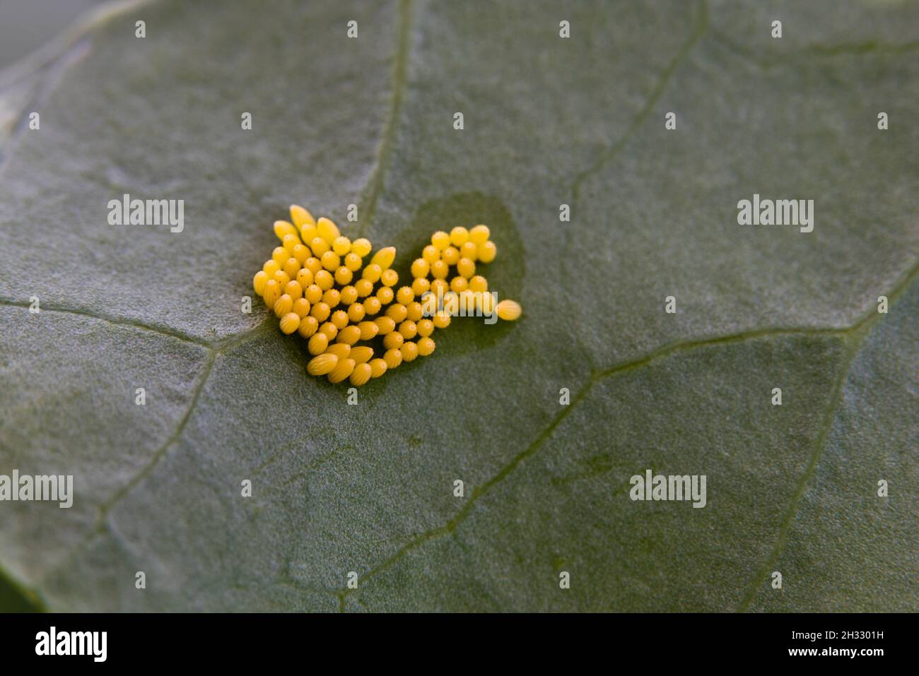 Eggs of the large white cabbage butterfly (Pieris brassicae) on the underside of a brassica leaf. Stock Photo