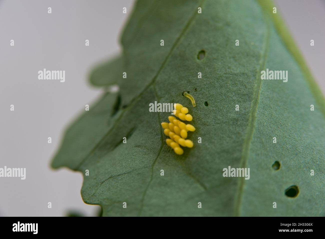 Eggs of the large white cabbage butterfly (Pieris brassicae) on the underside of a brassica leaf. One small caterpilla hatched. Stock Photo