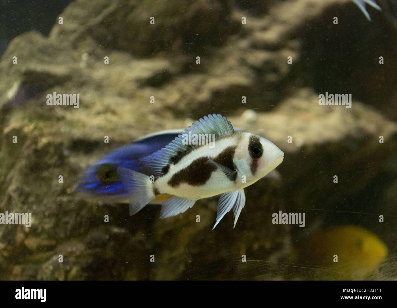 Closeup of a small frontosa cichlid swimming in an aquarium with a blurry background Stock Photo