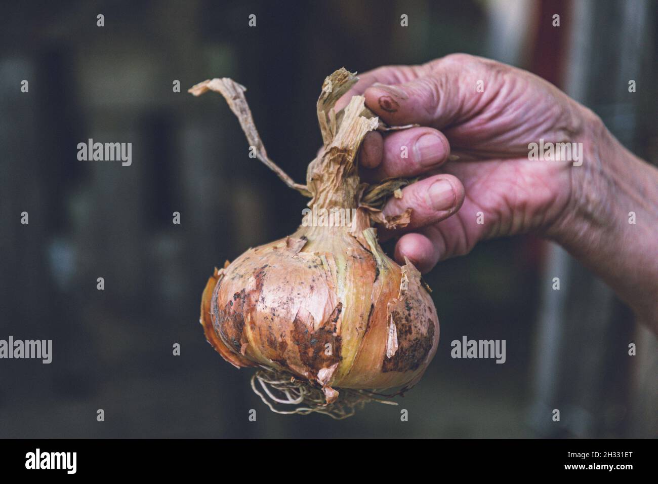 Farmer fingers hold big onion bulb with dirty dry onion peel just picking up from soil at kitchen garden. Senior person hand holds harvested onion wit Stock Photo
