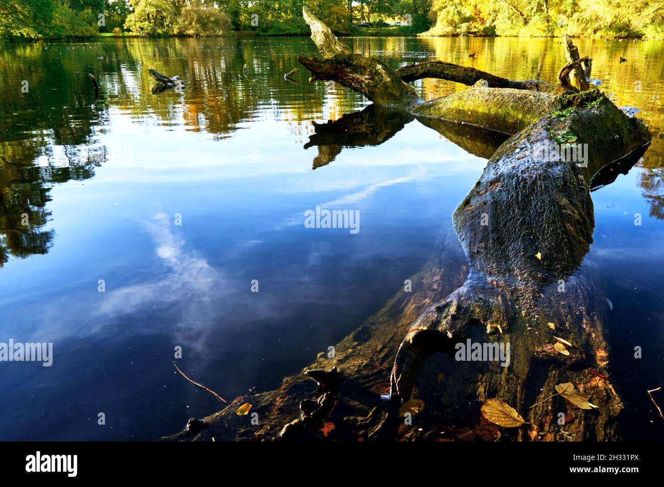 Dark tree trunk on a pond with smooth surface,on which the sky is reflected Stock Photo