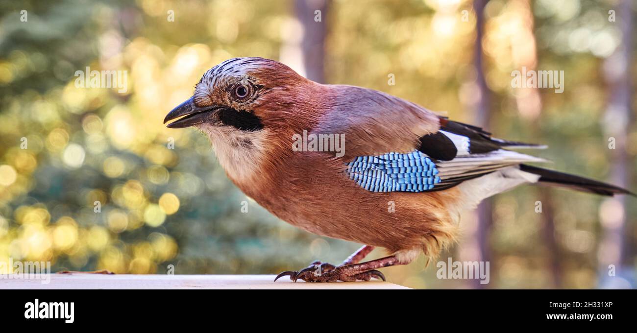 Jay, Garrulus glandarius, side close-up of smart bird backlit, bright out of focus bokeh in background Stock Photo