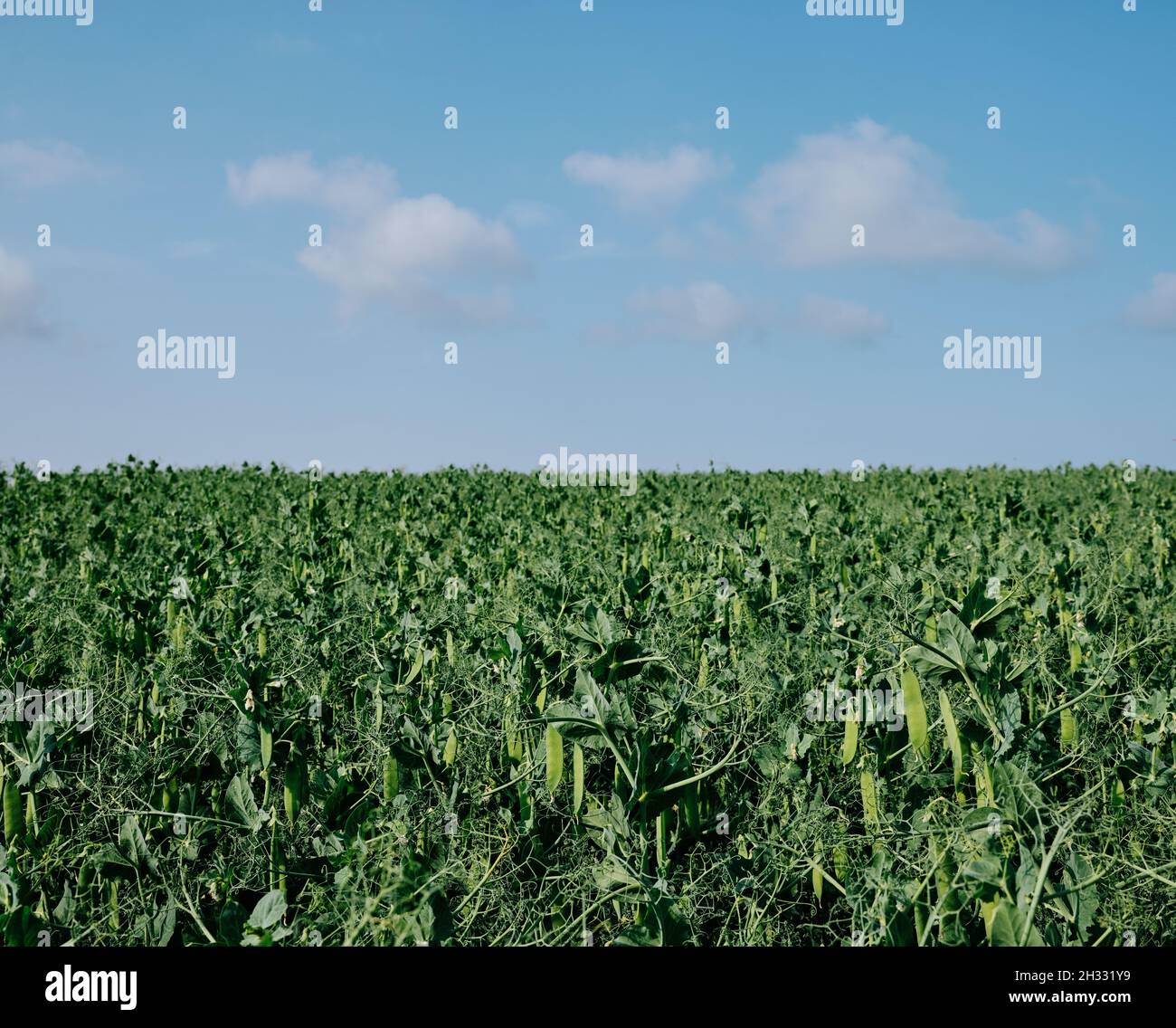 A Green Ready To Harvest Field Crop Of Peas With A Summer Blue Sky And a-green-ready-to-harvest-field-crop-of-peas-with-a-summer-blue-sky-and