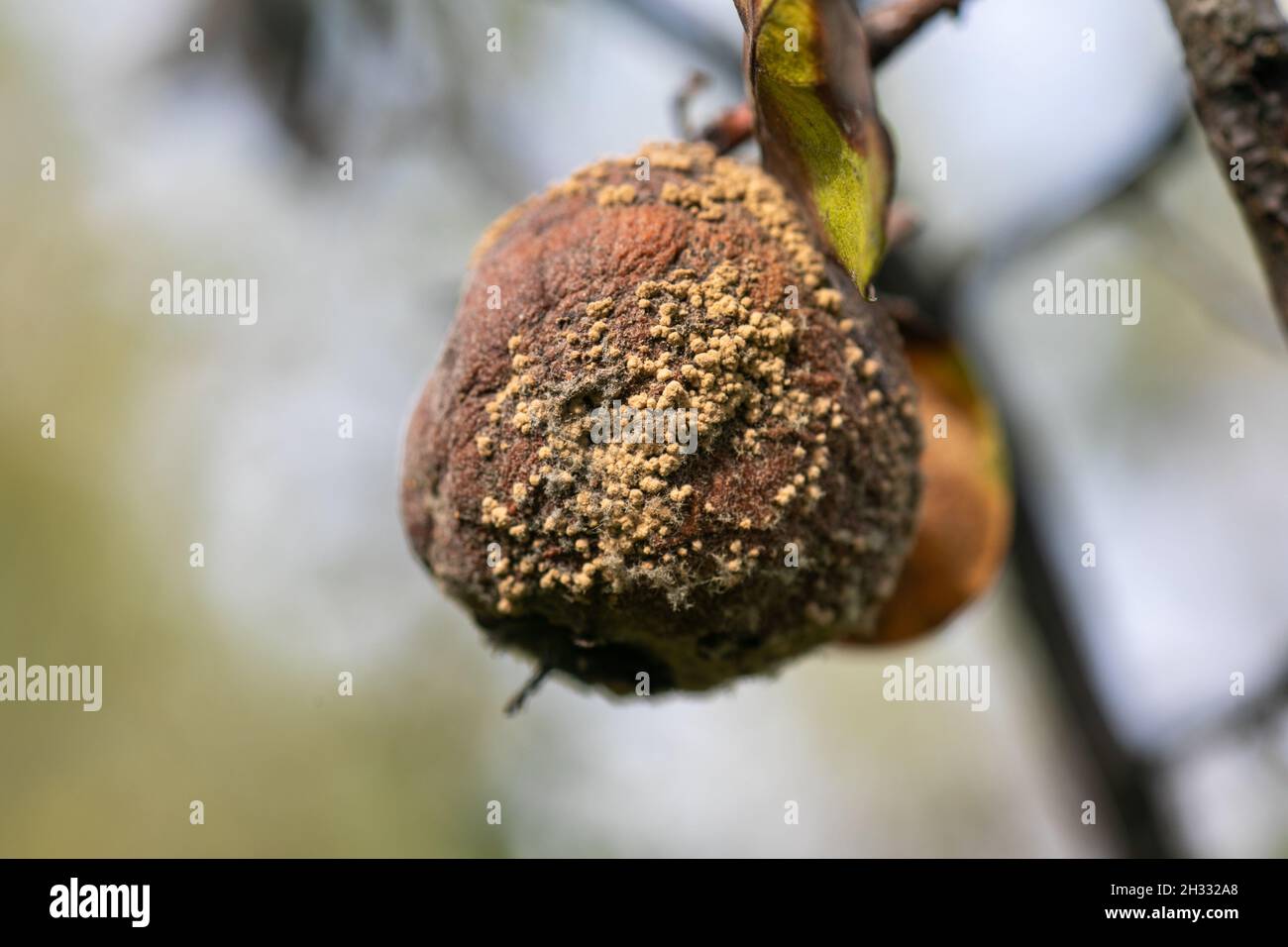Rotten apple quince on the fruit tree, Monilia laxa (Monilinia laxa) infestation, plant disease Stock Photo