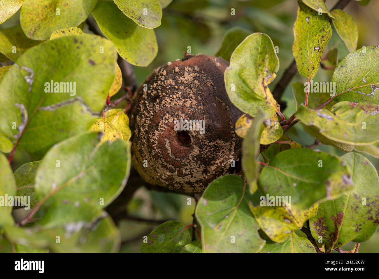 Rotten apple quince on the fruit tree, Monilia laxa (Monilinia laxa) infestation, plant disease Stock Photo